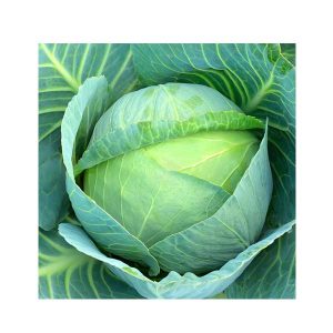 Cabbage [بند گوبهی] Seeds – F1 Hybrid