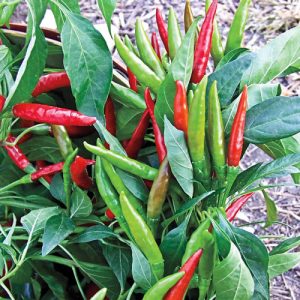 Chili [مرچ] Seeds – F1 Hybrid