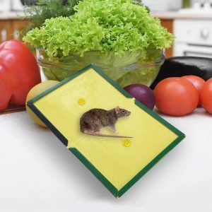 Reusable Mouse & Rat Glue Trap – [Pack of 5]