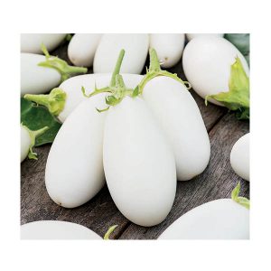 Egg Plant [بینگن] Seeds – White Eggs