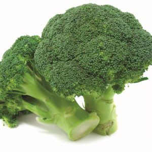 Broccoli – F1 Hybrid Cezar