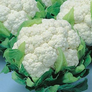 Cauliflower [گوبھی] Seeds – F1 Hybrid