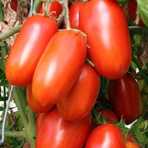 Tomato Long Seeds – F1 Hybrid