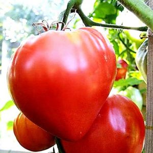 Tomato Ox-Heart Seeds – F1 Hybrid