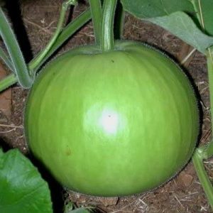 Round Bottle Gourd [گول کدو] Seeds – F1 Hybrid