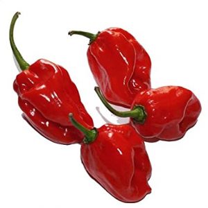 Habanero Pepper [مرچ] Seeds – Red Hot