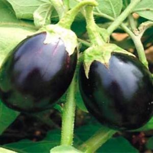 Egg Plant [بینگن] Round Seeds – F1 Hybrid