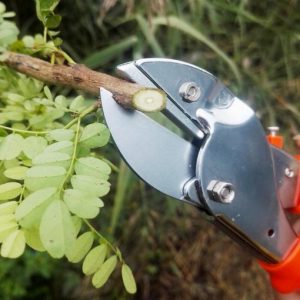 High Quality Carbon Steel Pruner Gardening Shears