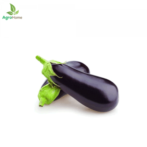 F1 Hybrid Bottle Eggplant – 25 Seeds