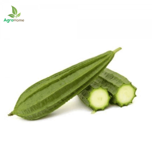 F1 Hybrid Ridged Gourd – 10 Seeds