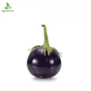 F1 Hybrid Round Eggplant – 25 Seeds