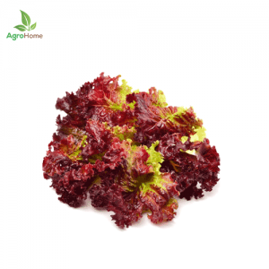 F1 Hybrid Red Lettuce – 50+ Seeds