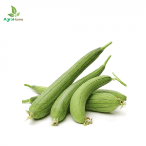 F1 Hybrid Sponge Gourd – 10 Seeds