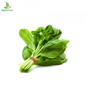 F1 Hybrid Spinach – 100+ Seeds