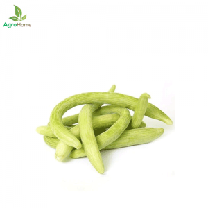 Imported American Cucumber – 20+ Seeds