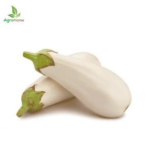 White Eggplant Bottle – F1 Hybrid