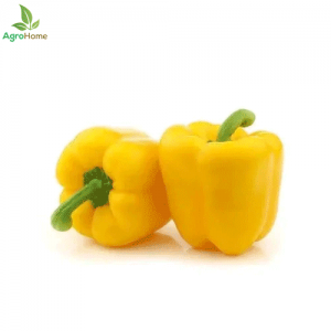 Yellow Capsicum Seeds – High Quality