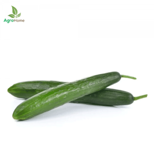 F1 Hybrid Yousef Cucumber – 10 Seeds