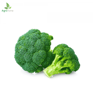 Imported Green Broccoli – 20+ Seeds