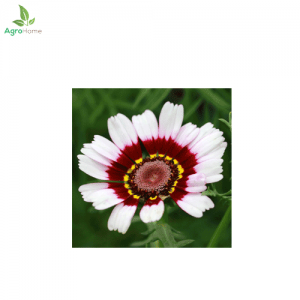 Chrysanthemum Rainbow – 20+ Seeds