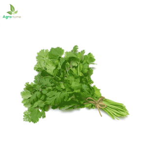 F1 Hybrid Coriander – 500+ Seeds