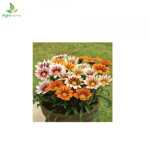 Gazania Sunshine Flower – 20+ Seeds