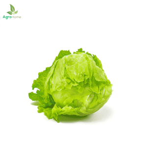 Iceberg Lettuce Imported – 100+ Seeds
