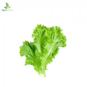 Leafy Lettuce Imported – 100+ Seeds