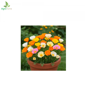 Popy California Flower – 30+ Seeds