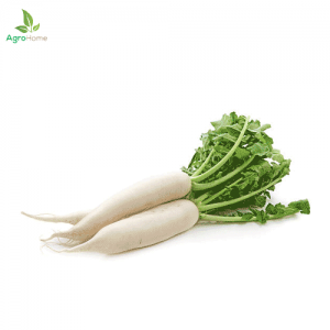 White Radish – High Quality Seeds