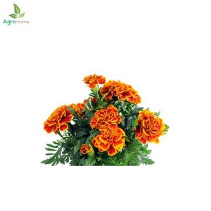 French Marigold Shaded – 20+ Seeds