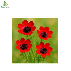 Adonis Pheasant Eye – 20 seeds