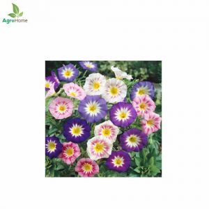 Convolvulus Tricolor Minor Mix