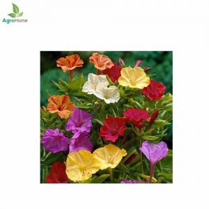 Four O’clock Mix Flower – 15 Seeds