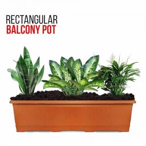 Bed Rose, Rectangular Shape Pot – 24 Inch