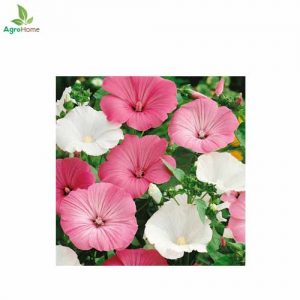 Lavatera Trimestris Mix  – 30+ Seeds