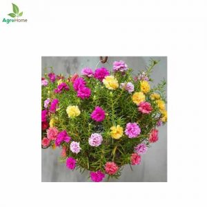 Portulaca Grandiflora Mix – 100+ Seeds