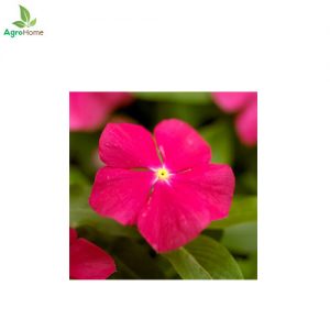 Vinca Deep Rose Dwarf – 30+ Seeds