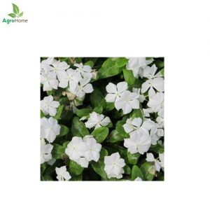 Vinca Pure White Dwarf – 30+ Seeds