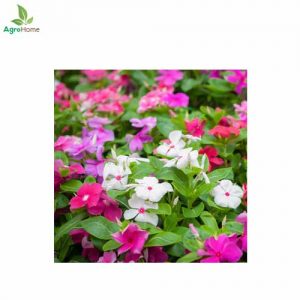 Vinca Tall Mix Flower – 20+ Seeds