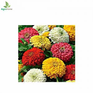 Zinnia Super Yoga Mix – 20+ Seeds